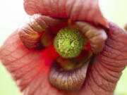 The blossom of a pawpaw tree attached to a branch. The flower has an odd scent reminiscent of fermenting grapes.