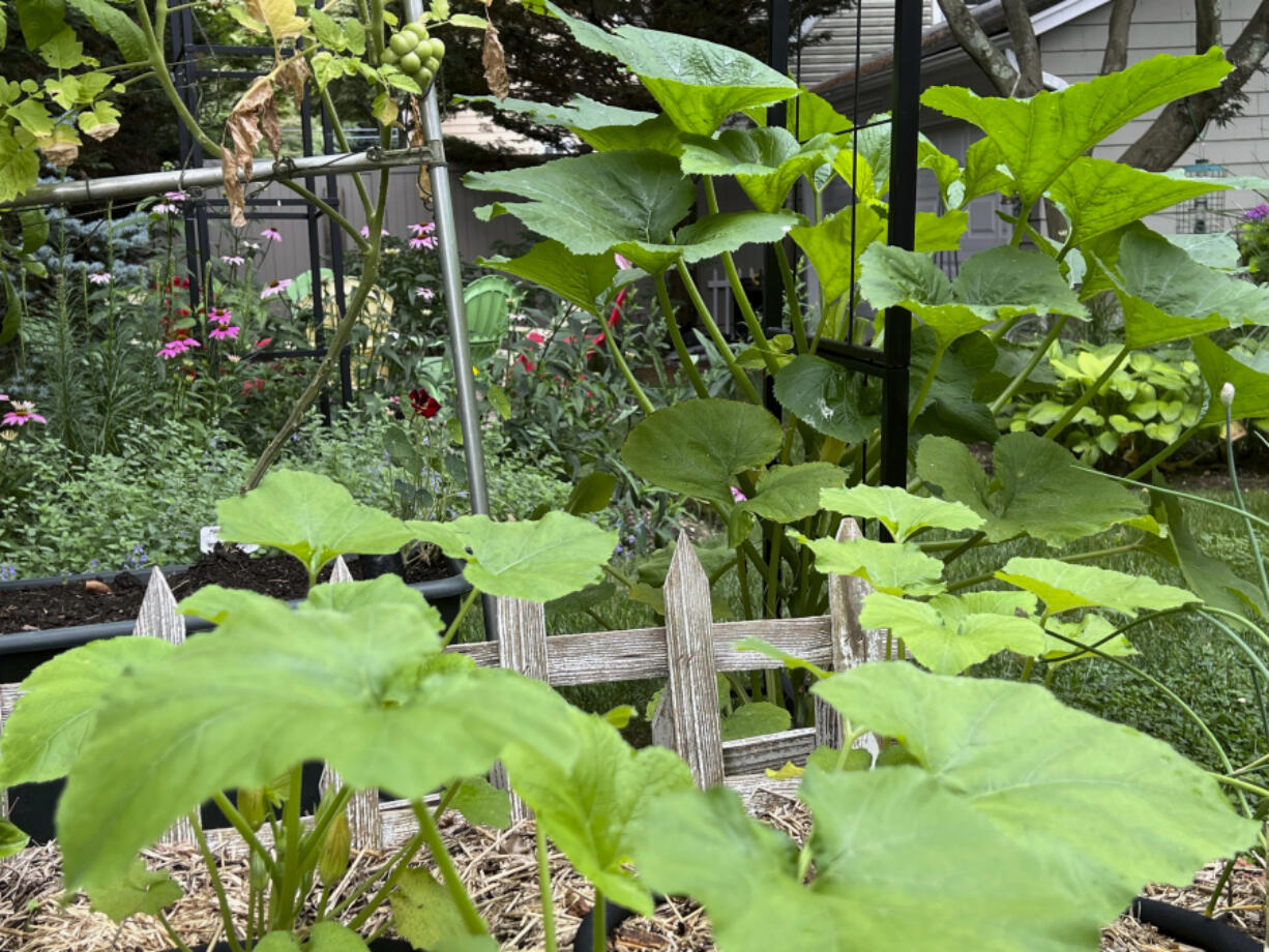 This July 14, 2023, image provided by Jessica Damiano shows recently planted summer squash growing near more mature plants to ensure a continued harvest on Long Island, N.Y.