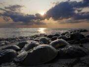 Horseshoe crabs spawn at Reeds Beach in Cape May Court House, N.J., Tuesday, June 13, 2023. The biomedical industry is adopting new standards to protect the sea animal that is a linchpin of the production of vital medicines.