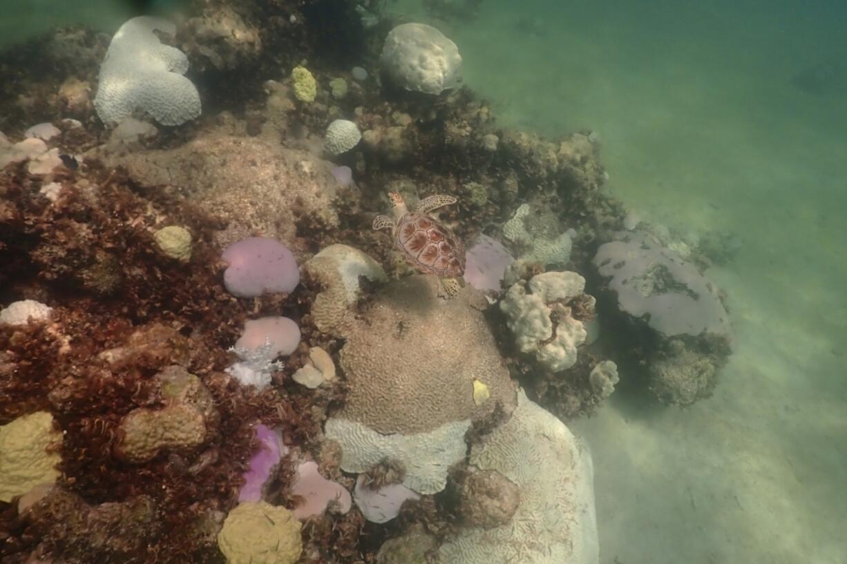 In this image provide by NOAA, a turtle swims near coral, some partially white or pink, that are signs of bleaching, at Cheeca Rocks off the coast of Islamorada, Fla., on July 23, 2023. Scientists have seen devastating effects from prolonged hot water surrounding Florida -- coral bleaching and some death.