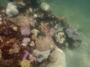 In this image provide by NOAA, a turtle swims near coral, some partially white or pink, that are signs of bleaching, at Cheeca Rocks off the coast of Islamorada, Fla., on July 23, 2023. Scientists have seen devastating effects from prolonged hot water surrounding Florida -- coral bleaching and some death.