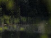 Grass is reflected in water at Crawford Lake in Milton, Ontario, on Friday, July 7, 2023. A team of scientists is recommending the start of a new geological epoch defined by how humans have impacted the Earth should be marked at the pristine Crawford Lake outside Toronto in Canada.