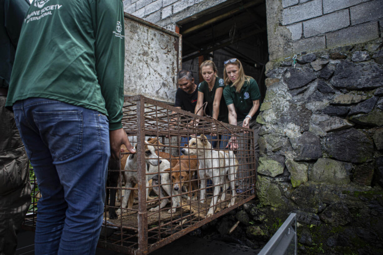 Members of anti-animal cruelty group Humane Society International, (HSI) transport a cage containing dogs from a slaughter house in Tomohon, North Sulawesi, Indonesia, Friday, July 21, 2023. Authorities on Friday announced the end of the "brutally cruel" dog and cat meat slaughter at a notorious animal market on the Indonesian island of Sulawesi following a years-long campaign by local activists and world celebrities.