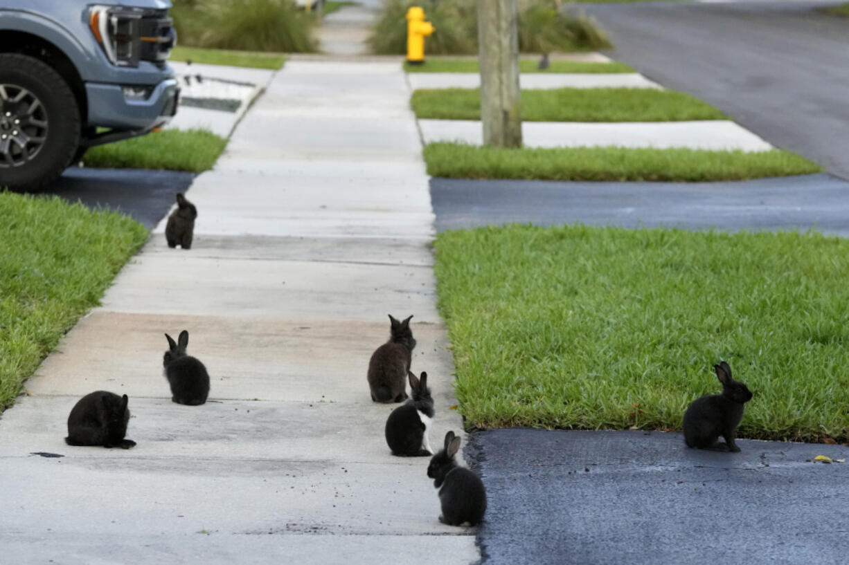 Rabbits gather on the sidewalk July 11 in Wilton Manors, Fla.