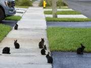 Rabbits gather on the sidewalk July 11 in Wilton Manors, Fla.