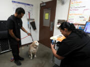 Vet tech J.R. Rocha, left, has a dog named Ava sit as clinic supervisor Sheener Perry takes a picture of the dog after getting microchipped at the Maricopa Country Animal Care & Control facility Friday, June 30, 2023, in Phoenix. Most of the U.S. may be looking forward to July Fourth celebrations for dazzling displays of fireworks or setting off firecrackers and poppers with their neighbors. Those with furry, four-legged family members -- maybe not so much. They're searching for solutions to the Fourth of July anxiety that fireworks bring. (AP Photo/Ross D.