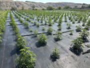 Landscape fabric covers the ground at a legal cannabis farm near Brewster, in north-central Washington state, on Tuesday, July 11, 2023, in this photo provided by Terry Lee Taylor. Taylor, who operates the Okanogan Gold and Kibble Junction marijuana companies, recently installed the fabric in hopes of keeping dirt and dust contaminated with remnants of the long-banned pesticide DDT off his plants.