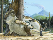 A reconstruction of a dinosaur being attacked by a mammal 125 million years ago. An unusual fossil from China suggests some early mammals may have hunted down dinosaur meat for dinner.