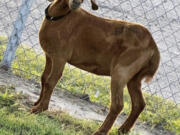 This photo provided by the Willacy County Livestock Show and Fair shows a rodeo goat named Willy, who went missing on July 15, 2023, in a rural South Texas county. The search for Willy has residents enthralled as they're using horses, ATVs and even contemplating using a helicopter to locate the missing animal.