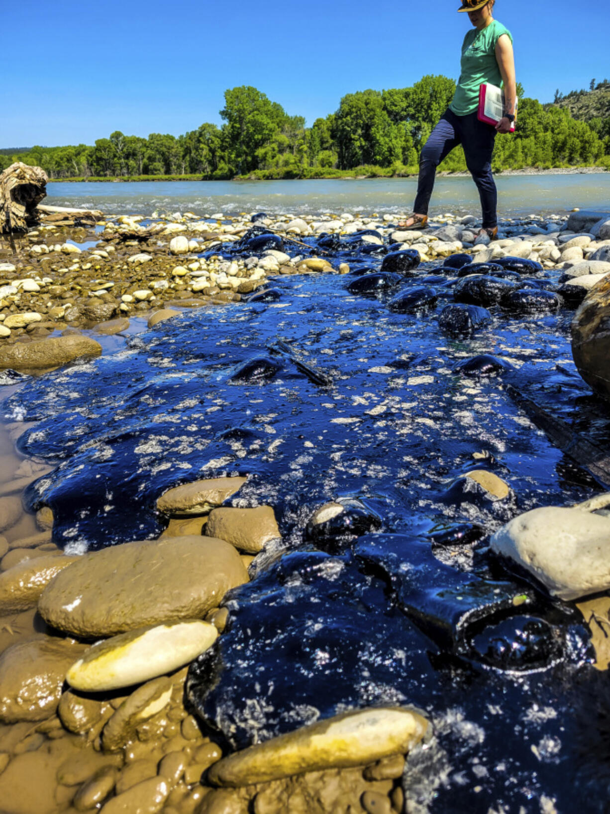 In this photo provided ny Yellowstone River Research Center, Rocky Mountain College Environmental Science summer research student Josephine Eccher examines a mat of petroleum products more than 10 feet long and several inches thick along the Yellowstone River, June 30, 2023, near Columbus, Mont. The petroleum products spilled into the river when a railroad bridge over the river collapsed on June 24 and part of a freight train plunged into the water.