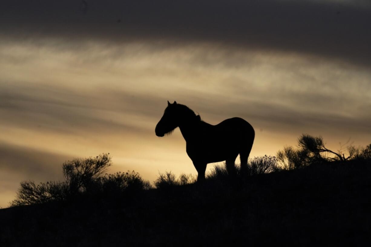 FILE - A wild horse stands on a hillside on the Fort McDermitt Paiute-Shoshone Indian Reservation, April 24, 2023, near McDermitt, Nev. Eleven wild horses have died in the first 10 days of a big mustang roundup in Nevada. The dead include five young foals, four horses that broke their necks and a stallion that snapped a rear leg on Wednesday, July 12, southeast of Elko, then was chased by a helicopter and horseback rider as it tried to flee on three legs for 35 minutes before it was euthanized, according to witnesses.