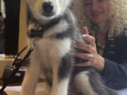 University of Connecticut President Radenka Maric, right, pets Jonathan XV, a 2-month old Siberian husky who will take over as the official UConn Husky mascot this fall, Wednesday, June 28, 2023, in Storrs, Conn. The puppy is living with the same host family as UConn's current mascot, Jonathan XIV, and being trained for his new duties, which include appearing at sporting and other on-campus events and doing social media promotions.