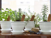 Fresh aromatic culinary herbs grow in a sunny window. You don't need to have a big yard or a lot of space to have a garden.