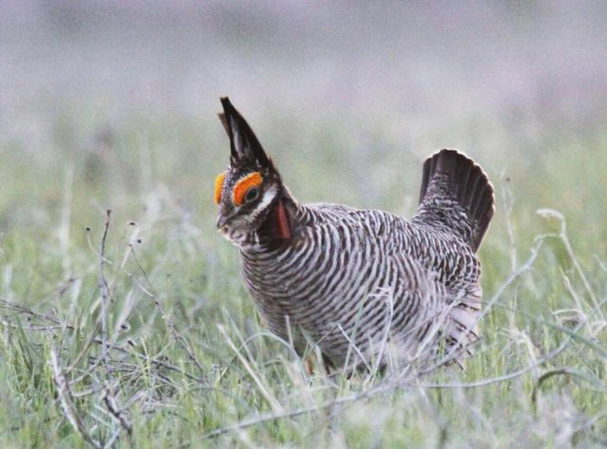 Congress passed a resolution in opposition to the Biden administration's listing of the lesser prairie chicken on the endangered species list.