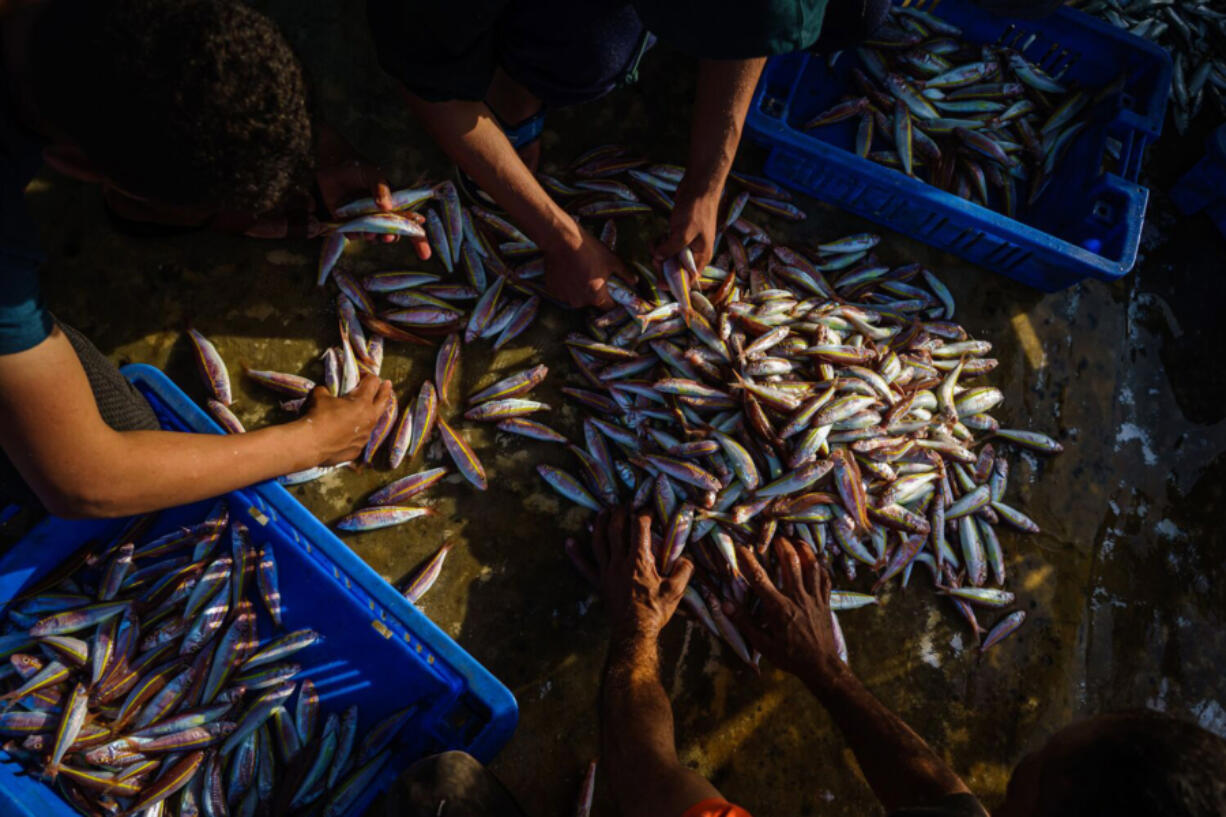 A pile of small- to medium-sized fish is caught and spilled out on the deck on the Subuh, a fishing boat out at sea for a 24-hour fishing expedition, off the coast near Gaza City.