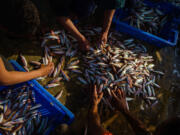 A pile of small- to medium-sized fish is caught and spilled out on the deck on the Subuh, a fishing boat out at sea for a 24-hour fishing expedition, off the coast near Gaza City.