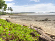 A misty morning at Playa Guiones in Nosara, Costa Rica.