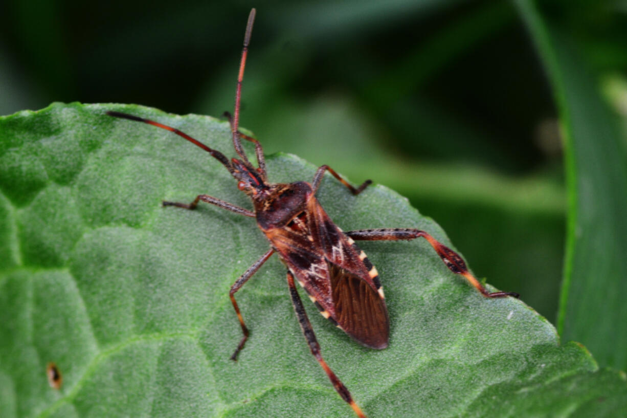 Western conifer seed bugs (iStock.com)