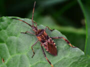 Western conifer seed bugs (iStock.com)