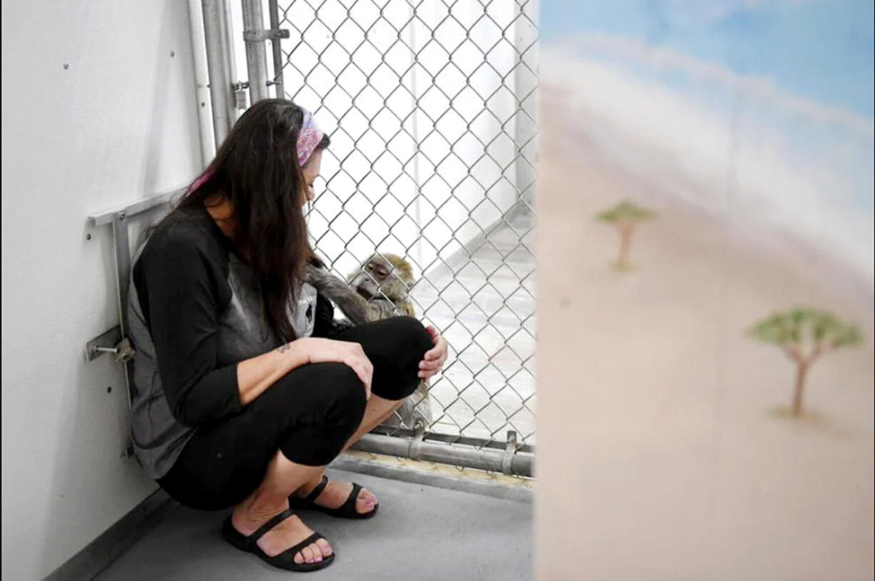 Eve, a female Macaque, searches for treats in Bonnie Gallegos' hair and shirt at OPR Coastal Primate Sanctuary. Gallegos will often hide treats in the cuff of her sleeve for the monkey to search for.