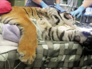 Kirana the Sumatran tiger gets a root canal in 2018 at the Point Defiance Zoo. A specialty veteranarian was brought in to do the proceedure.