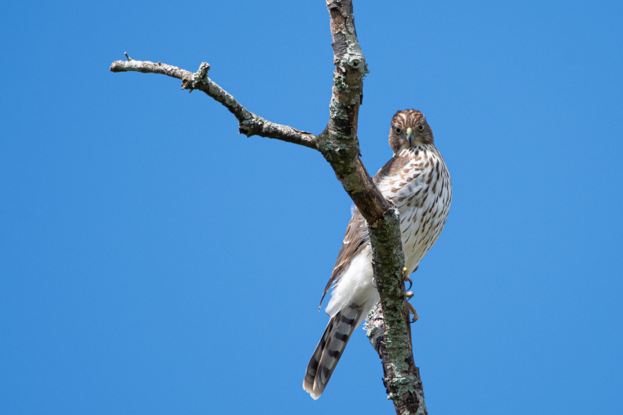 Cooper's Hawk Identification, All About Birds, Cornell Lab of Ornithology