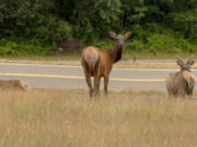 State lawmakers are considering consolidating localized elk-management efforts into a coordinated statewide effort between the Department of Fish and Wildlife, Native nations and the farmers and landowners -- who all deal with the grazing herds.