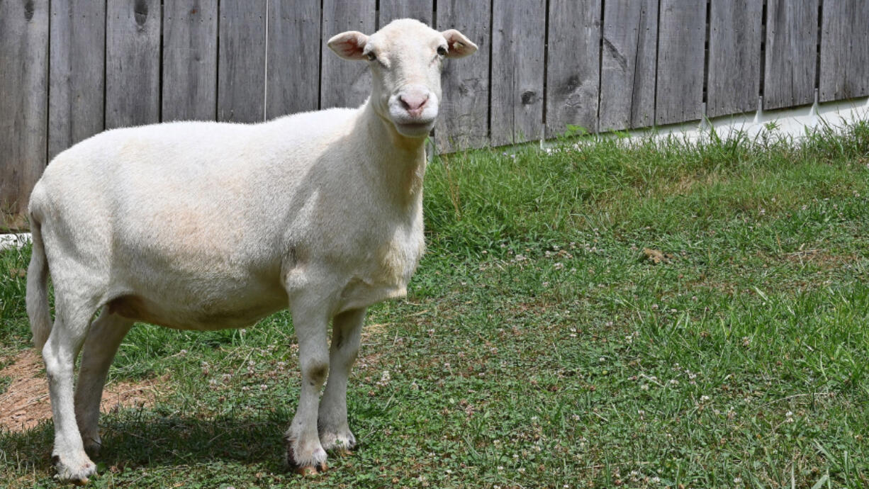 Maisey, a Katahdin sheep, was raised by Katherine Neilson on Justifiable Acres Ranch in Woodbine, Md. Maisey competed Aug. 10 for the 18th consecutive year at the Howard County Fair. (Jeffrey F.