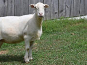 Maisey, a Katahdin sheep, was raised by Katherine Neilson on Justifiable Acres Ranch in Woodbine, Md. Maisey competed Aug. 10 for the 18th consecutive year at the Howard County Fair. (Jeffrey F.