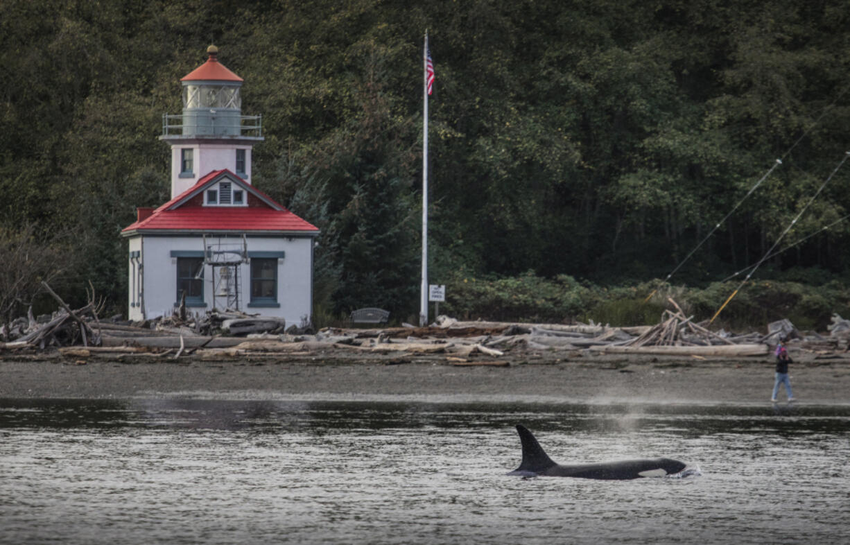 A southern resident orca cruises past the lighthouse in November 2018 at Point Robinson Park on Maury Island in Pudget Sound.