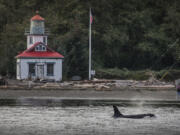 A southern resident orca cruises past the lighthouse in November 2018 at Point Robinson Park on Maury Island in Pudget Sound.