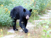 (National Park Service/Dixon)