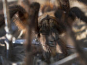 The face of a tarantula, soon to be a familiar sight in Colorado.