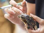 Before they are released into a pond near Lakewood, Emily Butler -- assistant district wildlife biologist with Washington Department of Fish and Wildlife --checks the turtles' scutes for identification and double checks their passive integrated transponder tags with a volunteer on Aug.