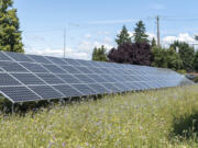 Pollinator plants grow around solar panels June 21 at Clark Public Utilities' Orchards Operations Center. This solar array project was established in 2015. Construction begins shortly on a second project at the Port of Camas-Washougal.