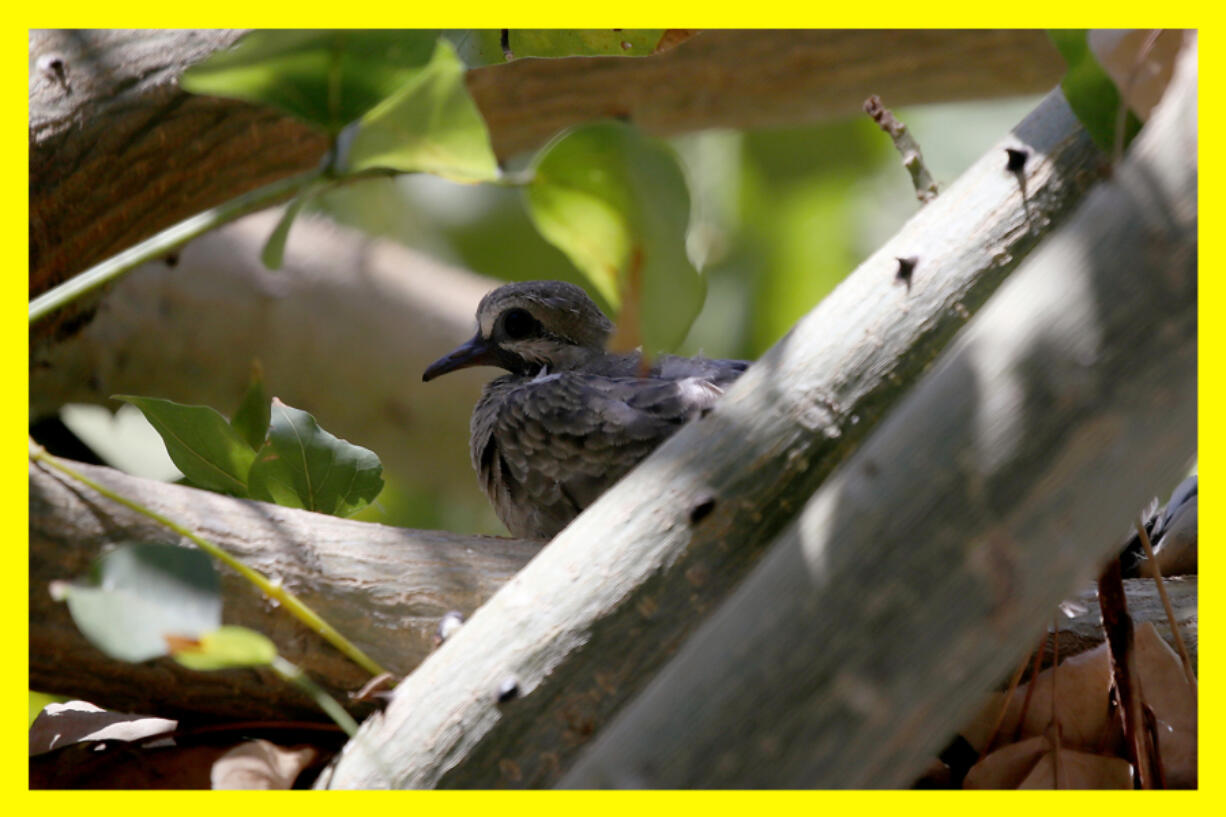 Your best option for recording low-frequency sounds, like those from owls, mourning doves and grouse, is a shotgun microphone.