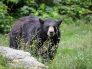 A North American black bear.