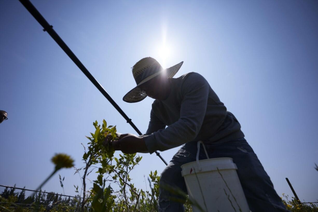 Camilo Martin picks blueberries at the Coopertiva Tierra y Libertad farm Friday, July 7, 2023, in Everson, Wash. Farms and workers must adapt to changing climate conditions.