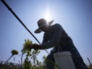 Camilo Martin picks blueberries at the Coopertiva Tierra y Libertad farm Friday, July 7, 2023, in Everson, Wash. Farms and workers must adapt to changing climate conditions.