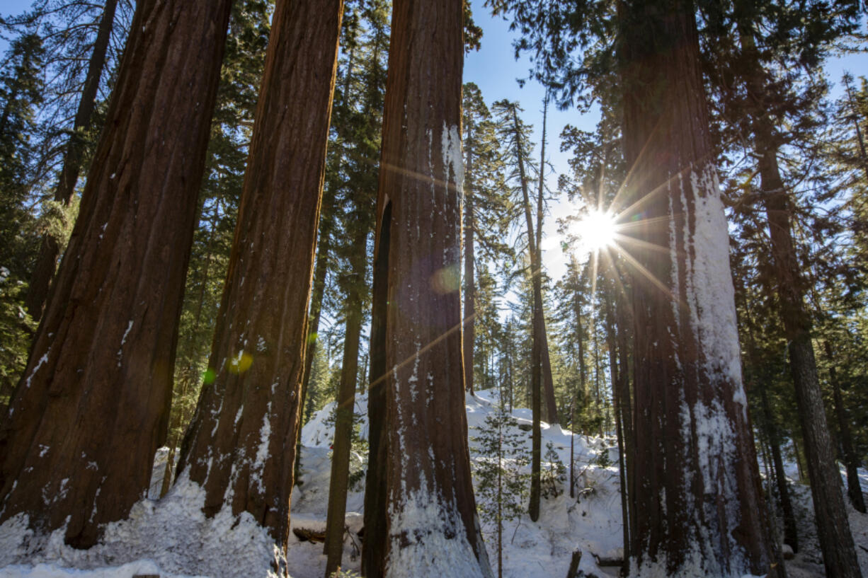 Sequoias in Grants Grove on Dec. 19, 2021, in California's King Canyon National Park.