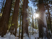 Sequoias in Grants Grove on Dec. 19, 2021, in California's King Canyon National Park.