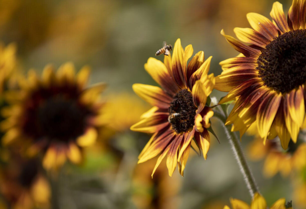 Bees pollinate sunflowers at El Mictlan on Thursday, Oct. 20, 2022, in Tijuana, Baja California. Cempasuchil flowers are used to decorate altars as a way to honor their loved ones who have died.