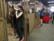 4-H clubber Emma Richardson, 14, bridles her horse, Wisdom, while her mom, Shannon, tears down decorations in the horse barn on Aug. 14, at the Northwest Washington Fair in Lynden. Emma's aunt, Clara Didonato, saved Wisdom from a slaughterhouse and rode her when she was in 4-H.