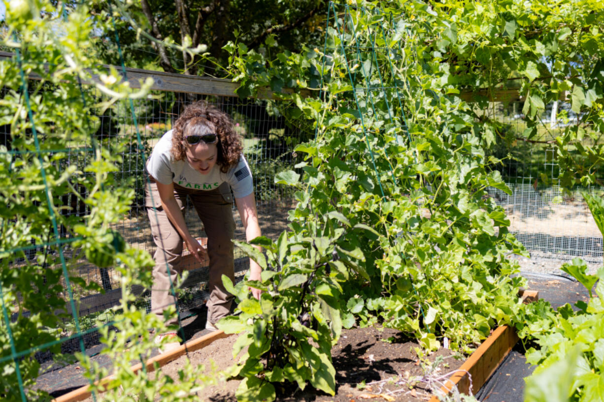 Sierra Sampson checks on lemon cucumbers on the farm at the VA Portland Health Care System, Vancouver Campus,  during a recent visit.