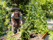 Sierra Sampson checks on lemon cucumbers on the farm at the VA Portland Health Care System, Vancouver Campus,  during a recent visit.