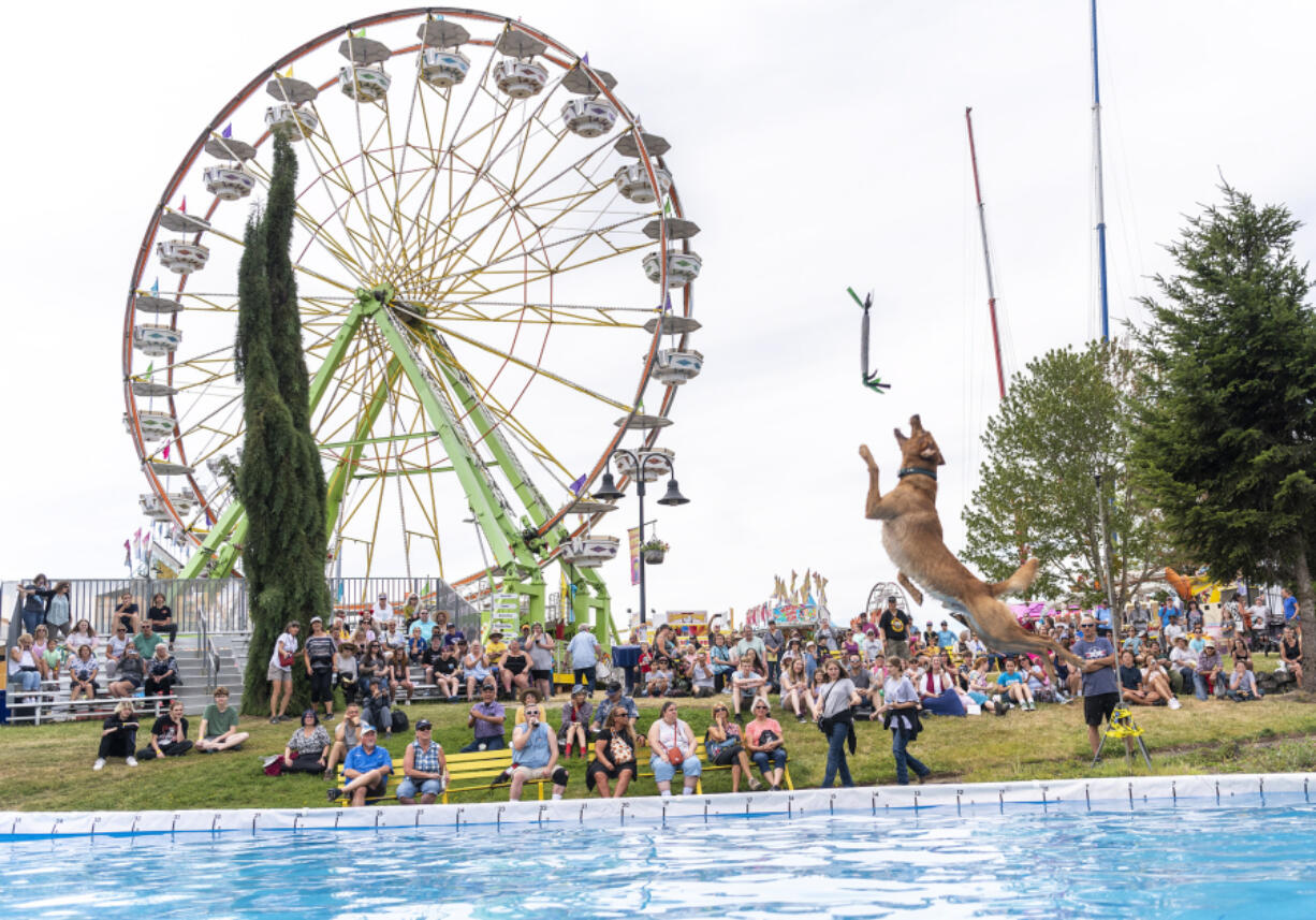 Bacon, a 3-year-old Labrador, leaps into a pool Friday in the DogTown event space at the Clark County Fair.