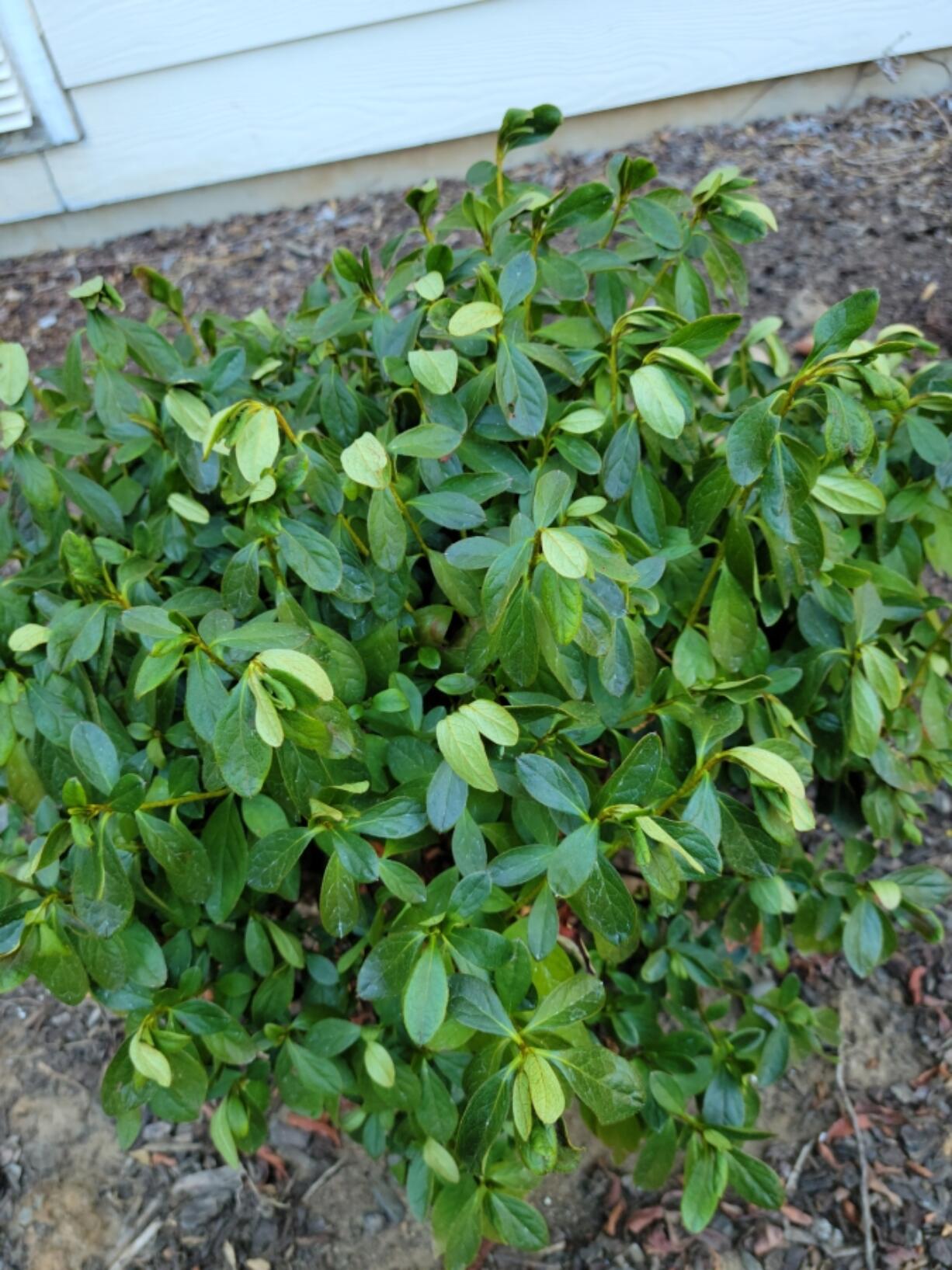 What is this plant telling us with its wilted leaves?