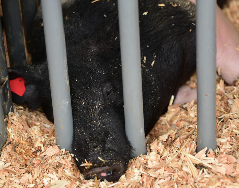 Dixie the pig takes a nap Wednesday, Aug. 9, 2023, at the Clark County Fair.