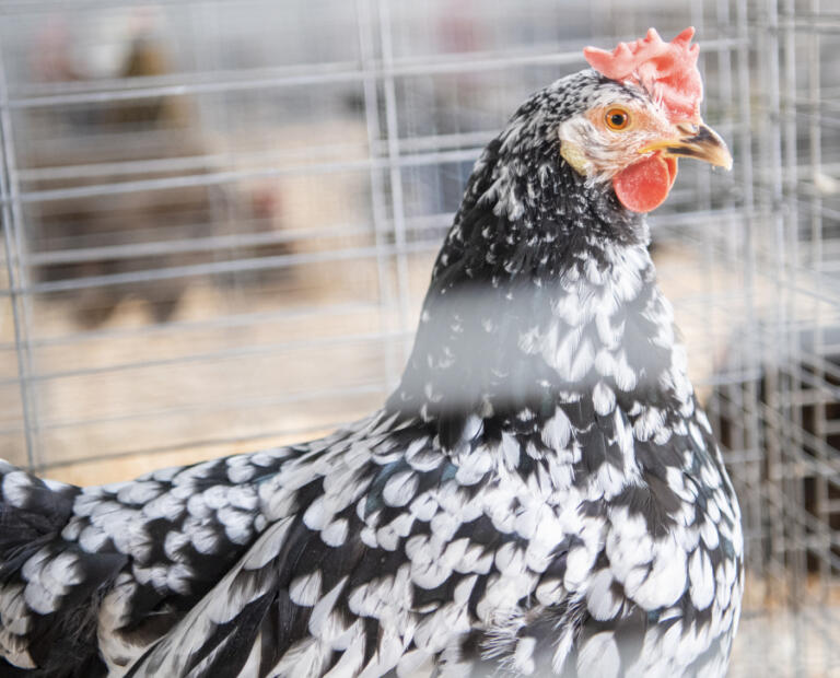 An ancona hen chicken stands in its cage Aug. 4 at the Clark County Fair.