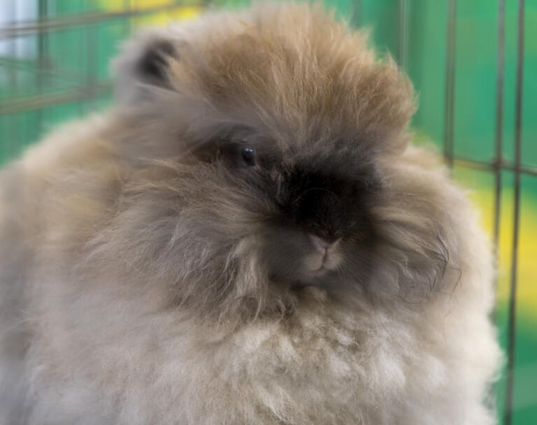 Oaklie, a 3-year-old English Angora, sits in her kennel Wednesday, Aug. 9, 2023, at the Clark County Fair.